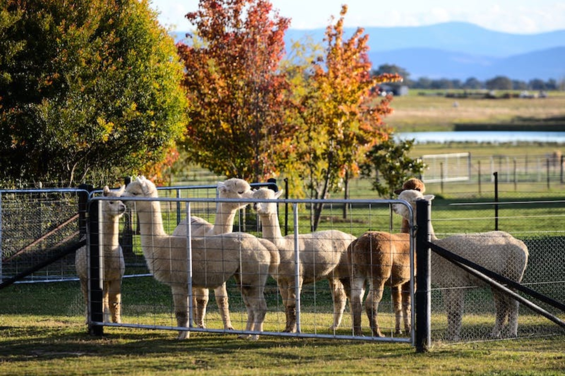 alpaca farm visit